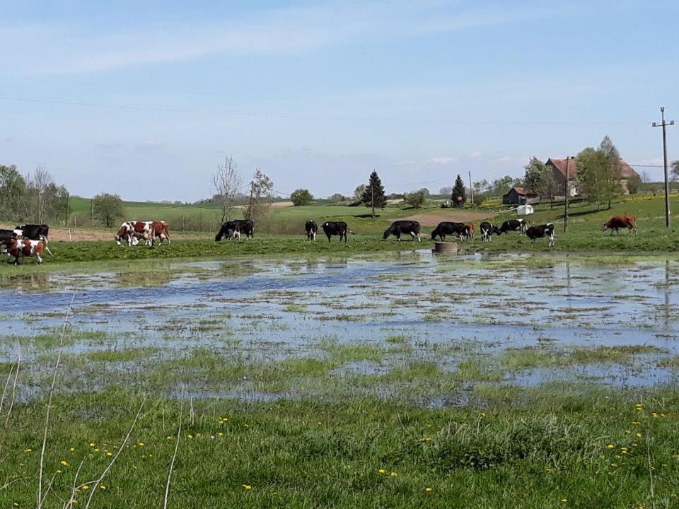 Miejsce Mocy Mazury Lägenhet Kolno  Exteriör bild